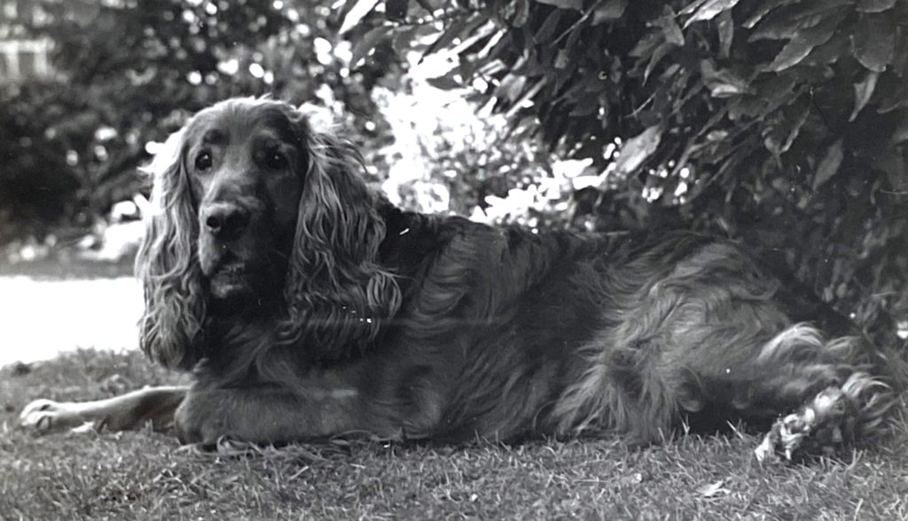 aka alt-text-cocker-spaniel-original-B&W-to-colourize