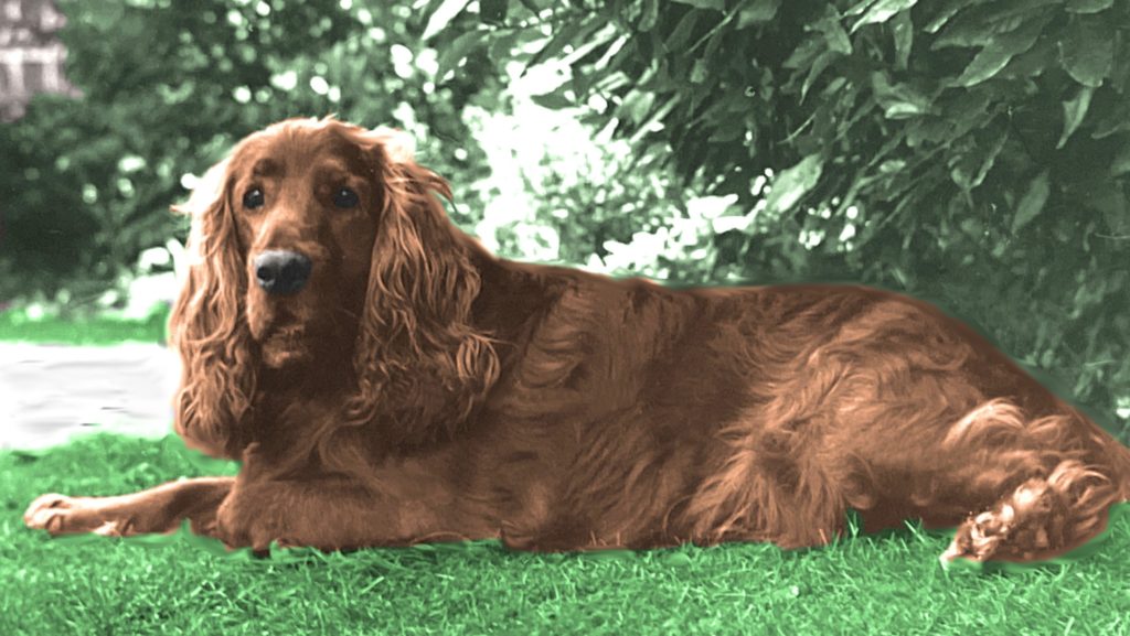 aka alt-text-colourise-cocker-spaniel