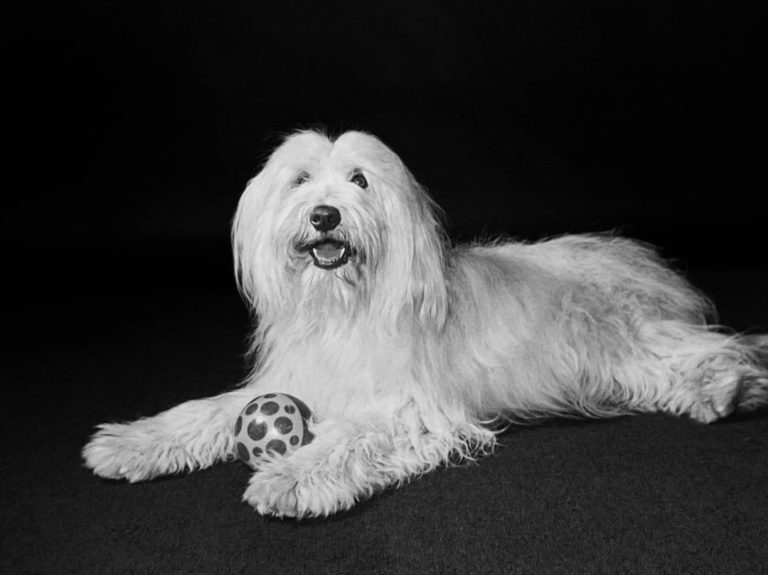 aka-alt-text-black-and-white-photography-old-english-sheepdog