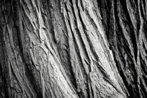 aka-alt-text-black-and-white-photography-tree-bark